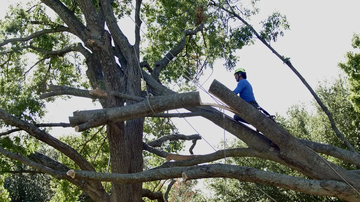 Professional Hazardous Tree Removal performed by certified arborists in Center